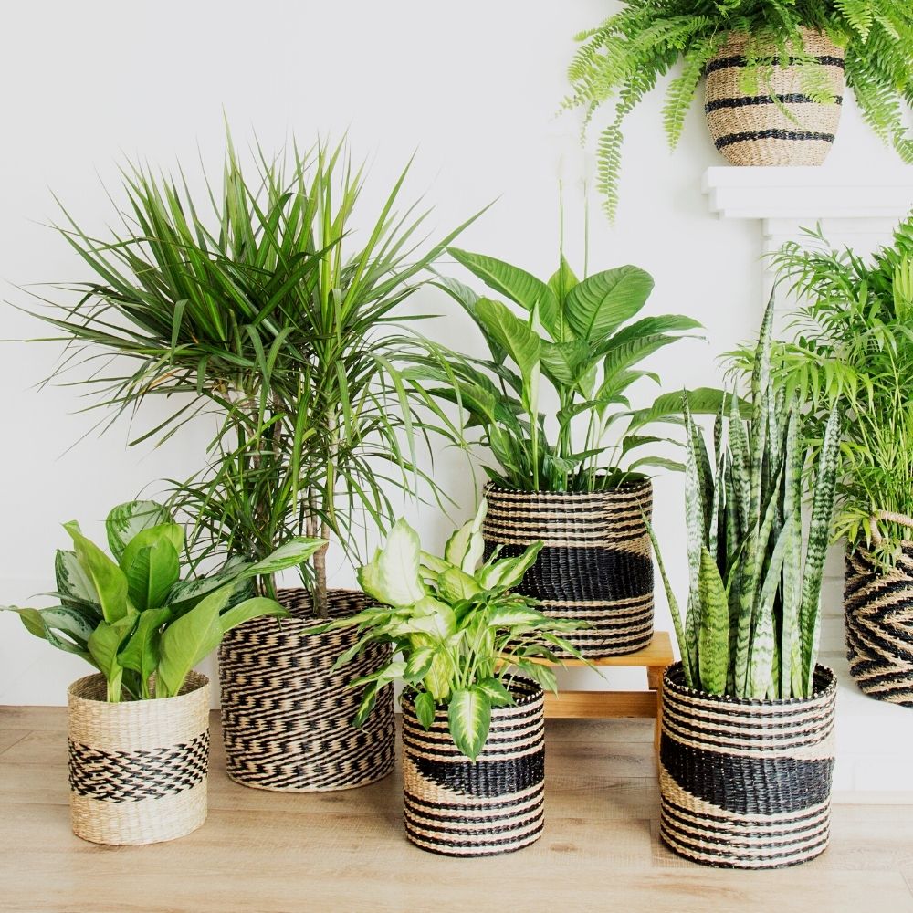 14" Small Spiral Seagrass Planter Shelf Basket